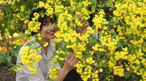 Cette plante venue du Japon se couvre de fleurs jaunes au printemps : adoptez-la des avril