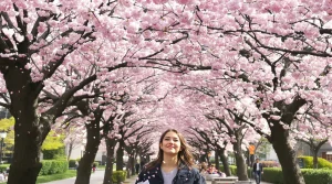 En images : le printemps est là, et les cerisiers à fleurs entrent enfin en pleine éclosion