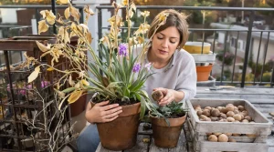 Jacinthe, jonquille, tulipe : comment bien conserver les bulbes après la floraison ?