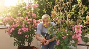 Laurier-rose : ce geste de 10 secondes en avril que presque personne ne fait triple les fleurs